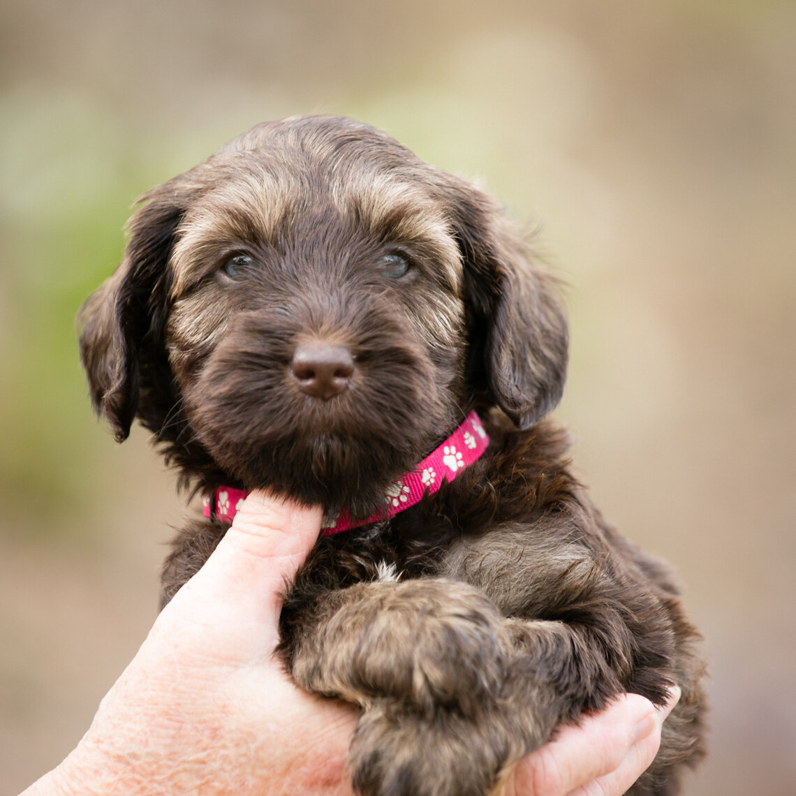 Bella(Sammie)pink-collar-girl.jpg