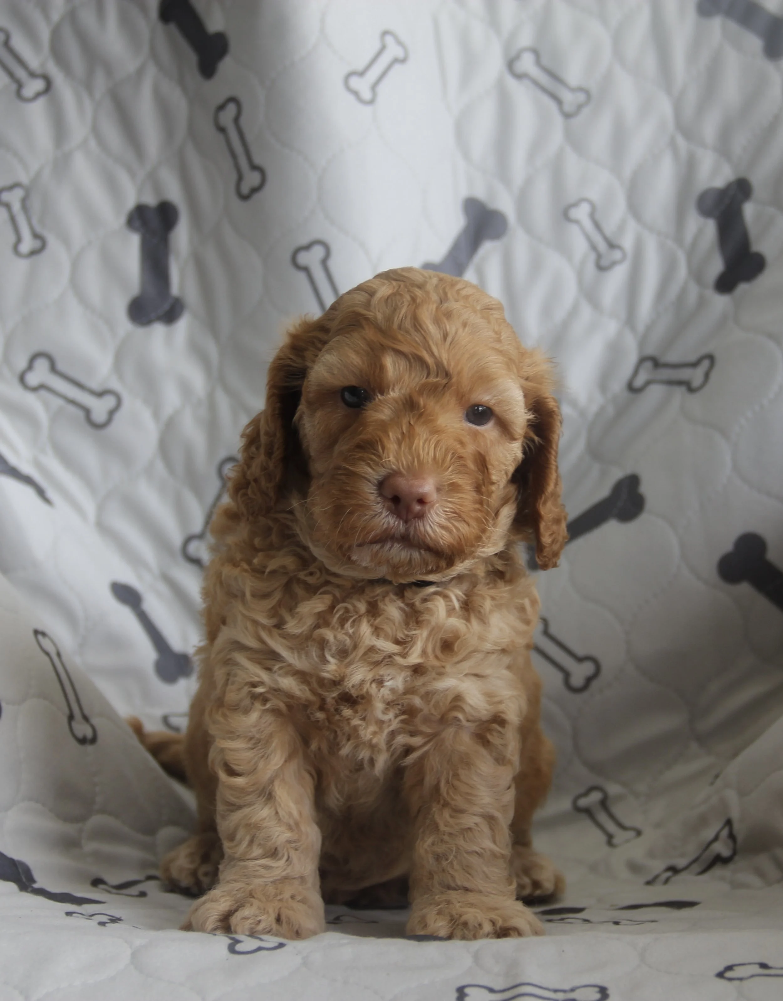 Cream colour labradoodle