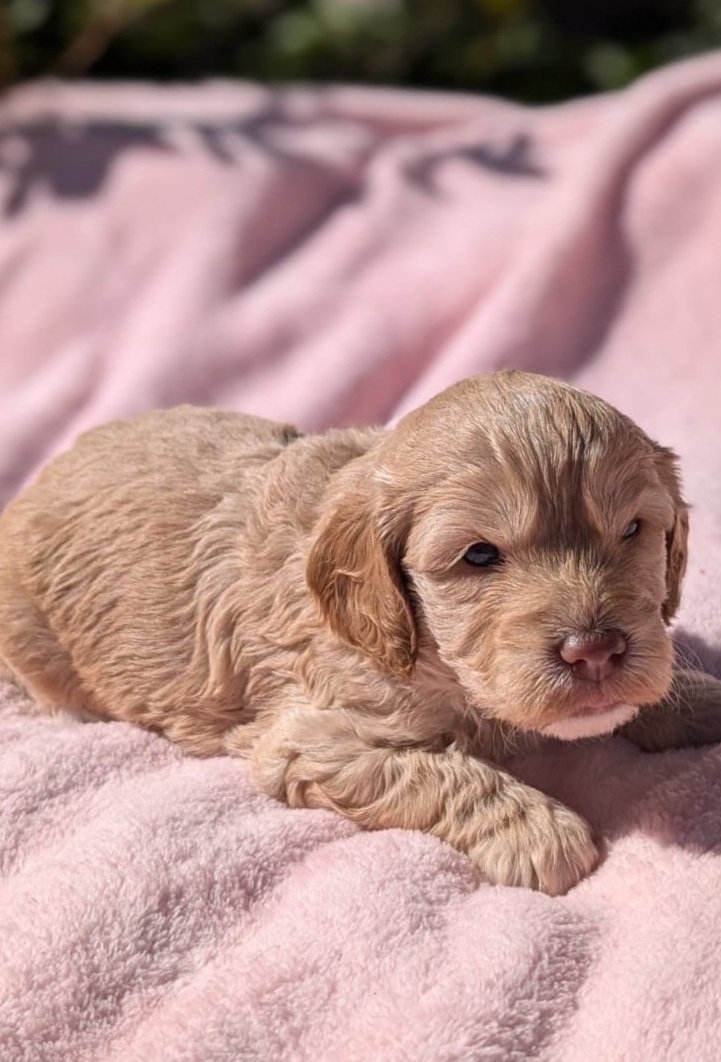 Fluro+collar+female+freya+litter+2.jpg