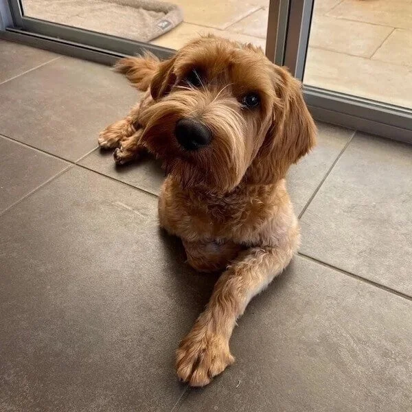 Shaggy-Doug.jpeg