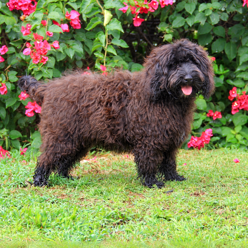 Fluffy+Dog+Among+Bougainvillea.png