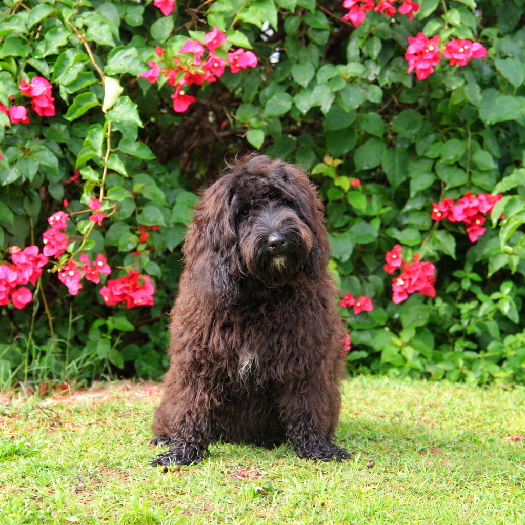 Curly+Dog+in+a+Blooming+Garden+%281%29.png