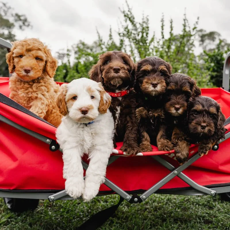 Labradoodle colours
