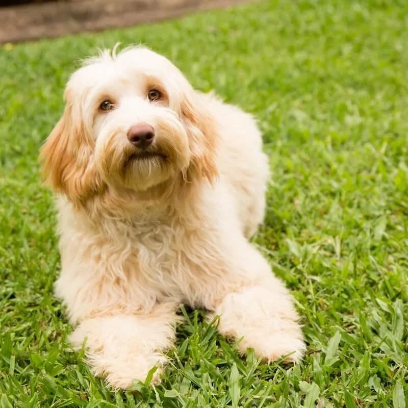 Australian Labradoodle