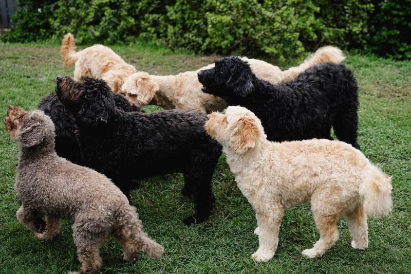 Labradoodle sizes