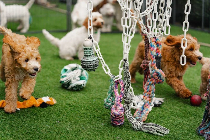 labradoodle temprament