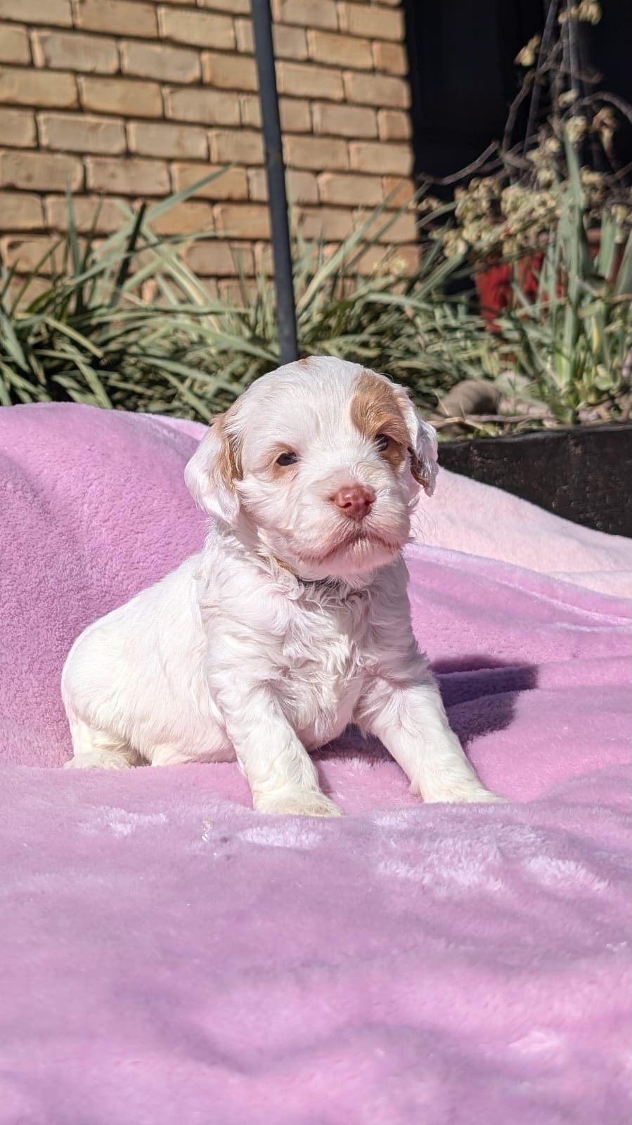 Yellow collar female parti litter 2.jpeg