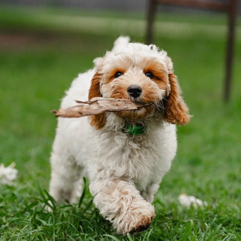 Labradoodle coat