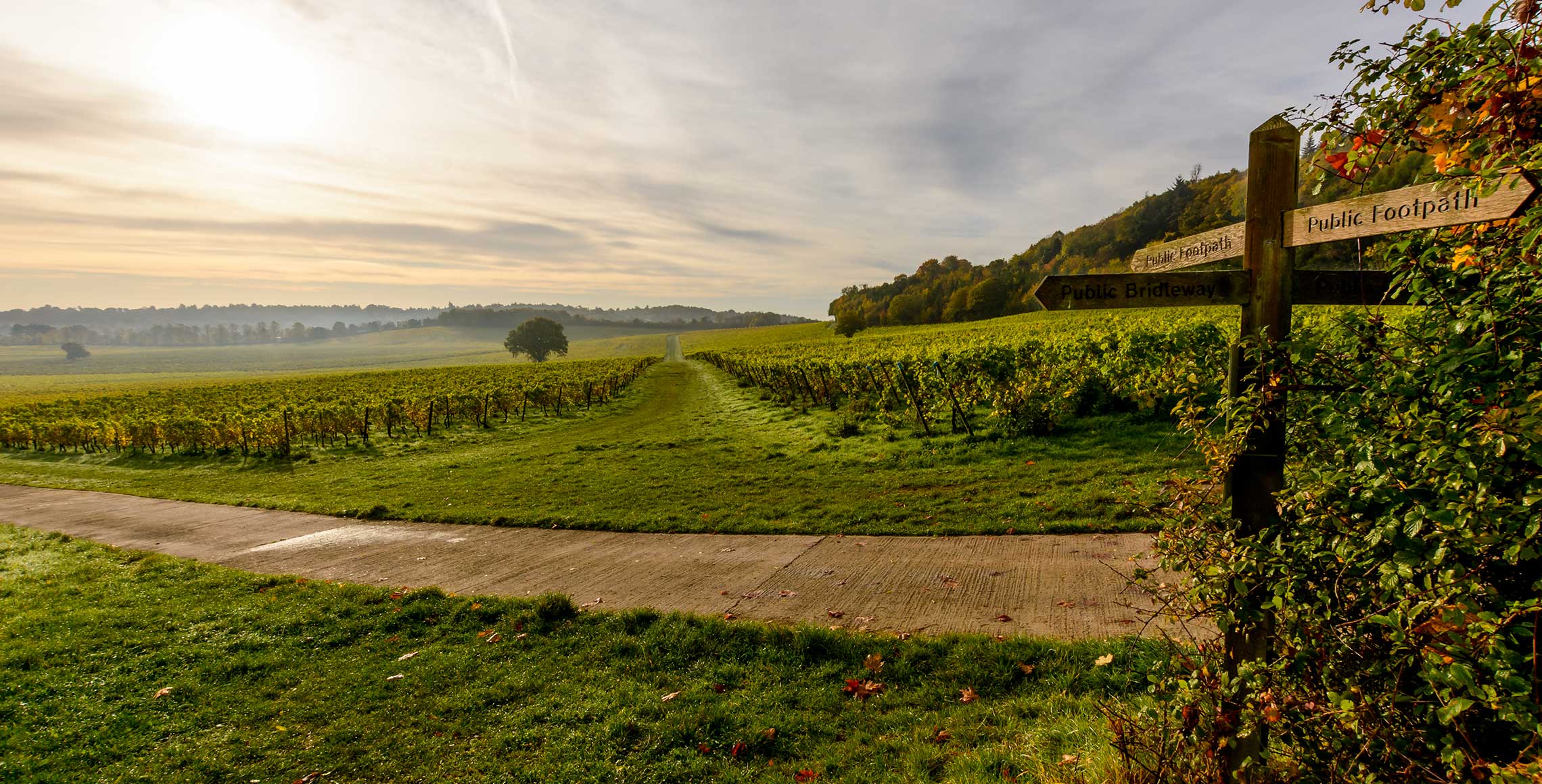 Denbies-7.jpg
