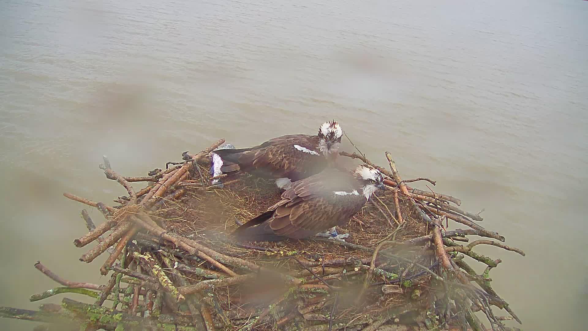 33 and Maya on nest from webcam.jpg