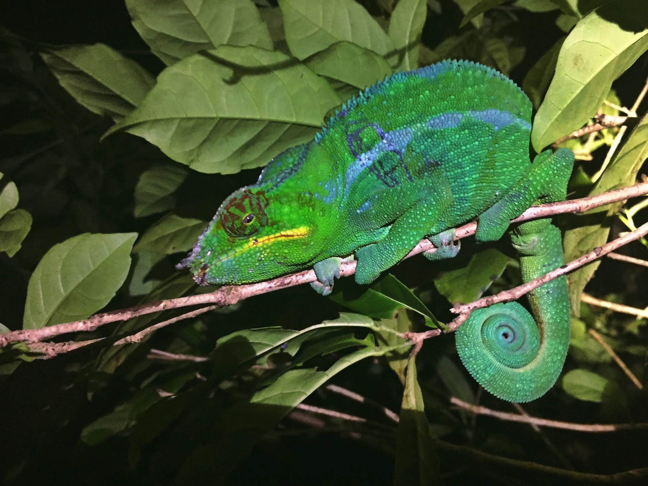 A male panther Chameleon ( Furcifer pardalis ) on Nosy Komba