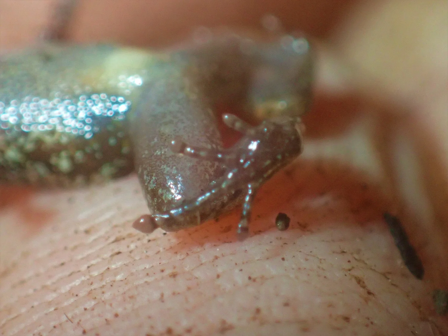 The feet (stump-toes and all) of the Stumpffia pygmaea 