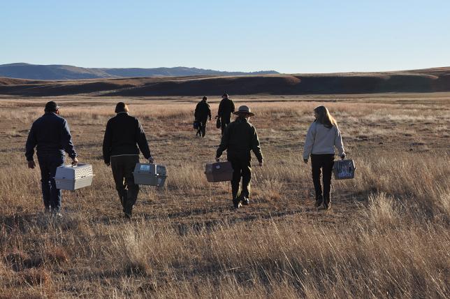 A group of NBFFCC employees going out to release black-footed ferrets! Credit: NPS