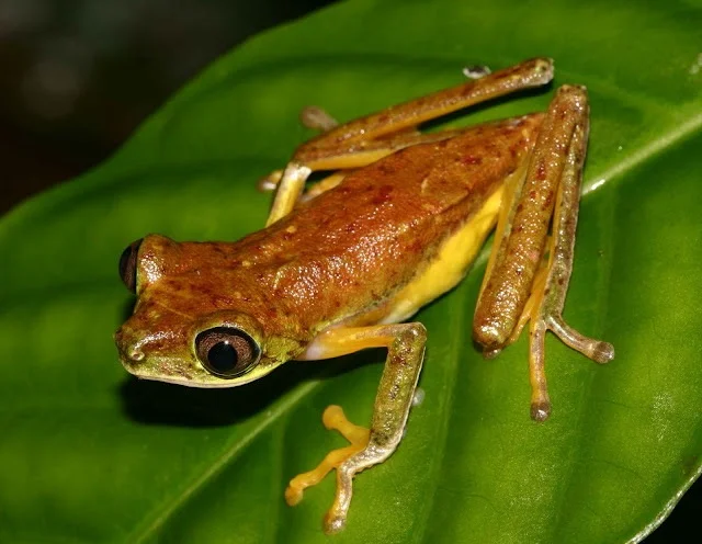 An individual on the prowl! Photo Credit: Matt Wilson/Project Lemur Frog