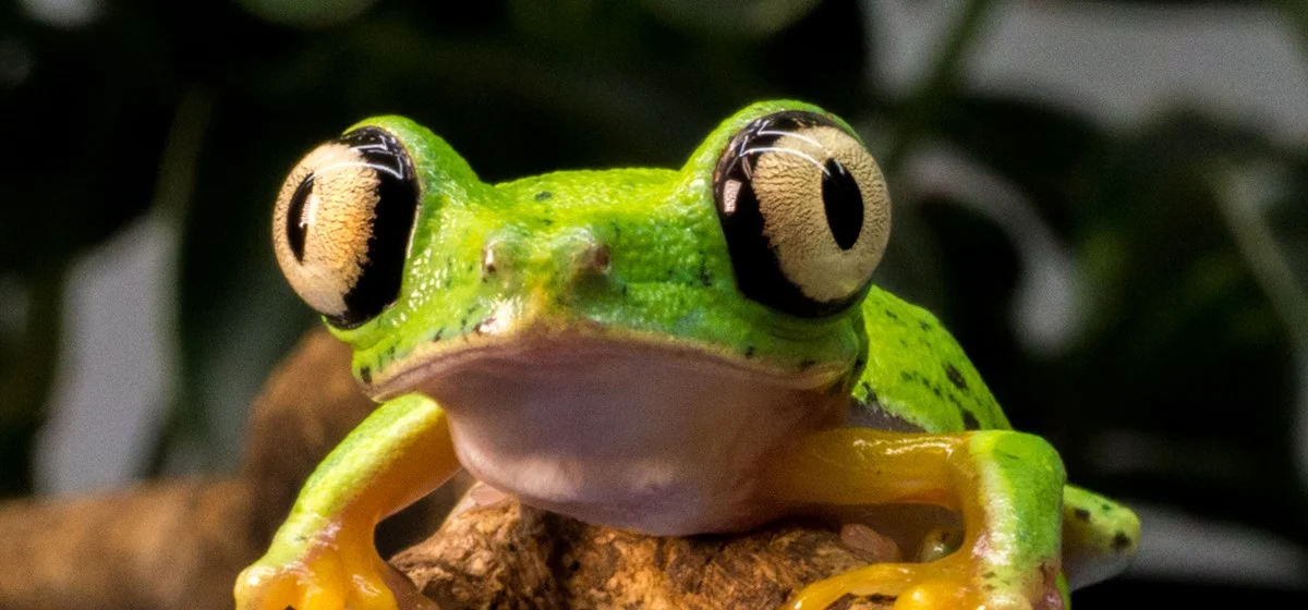 The cute little face (and massive eyes!) of our favourite little fella! Photo Credit: Norden's Ark