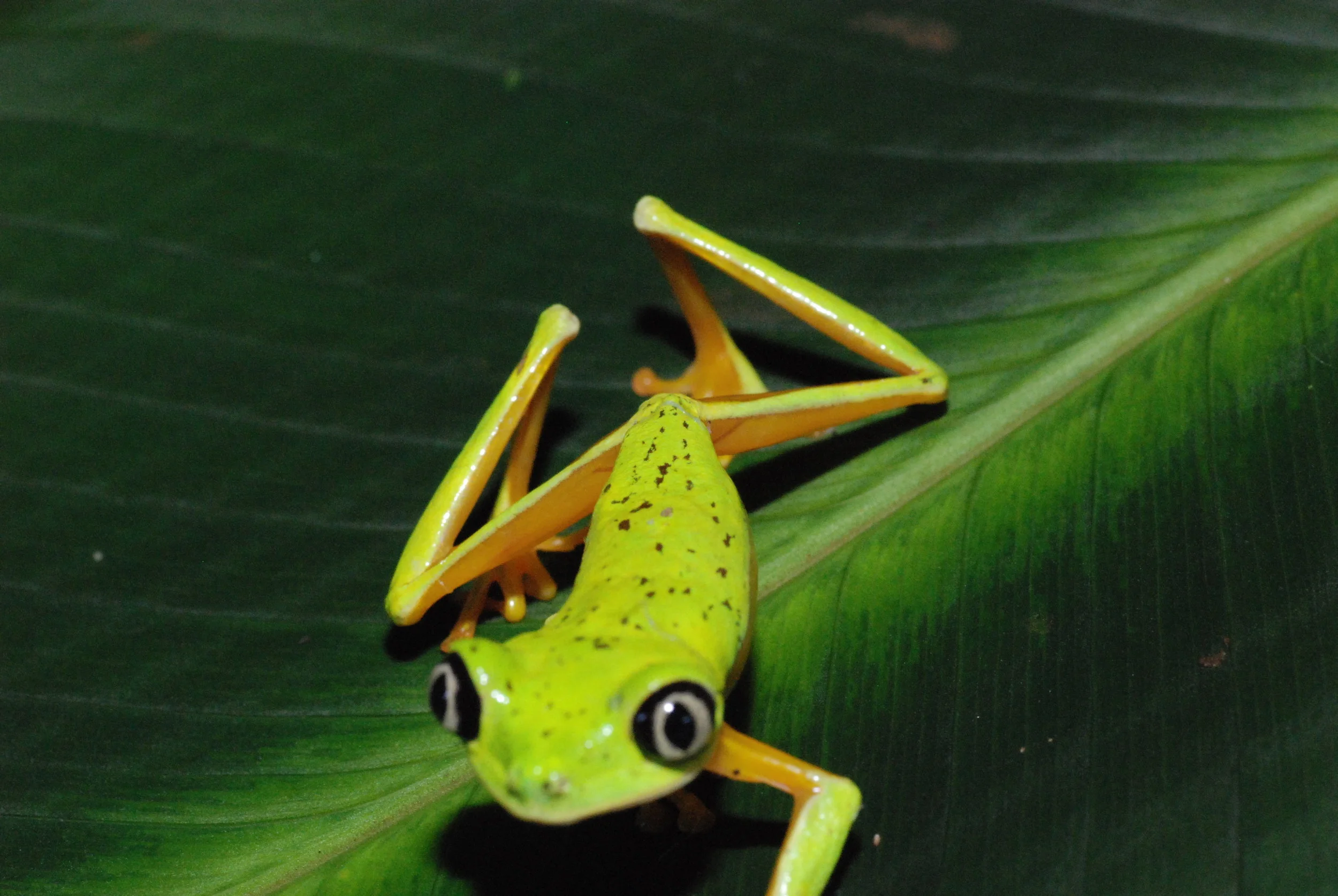 On the move. Photo Credit: Justin Touchon/Smithsonian Tropical Research Institute