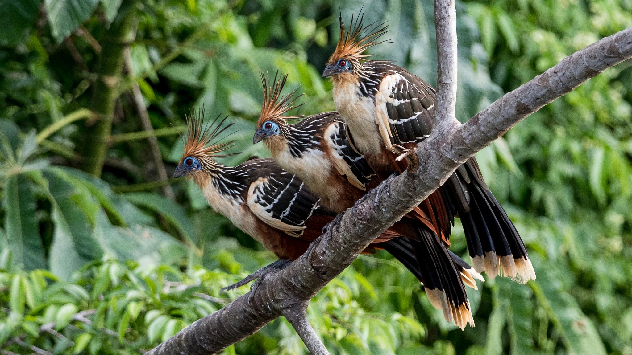 The sociable Hoatzin! Photo Credit: Dirk van Mourik https://www.flickr.com/photos/dirks_birds/39140688485/