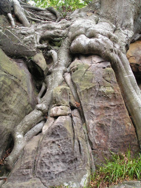 Biological_weathering,_Harrison_Rocks_-_geograph.org.uk_-_71562.jpg