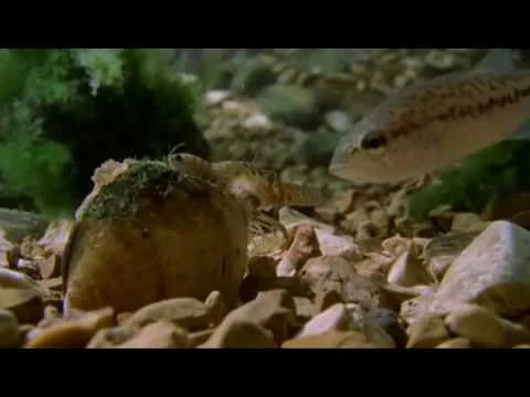 natural lure.jpg