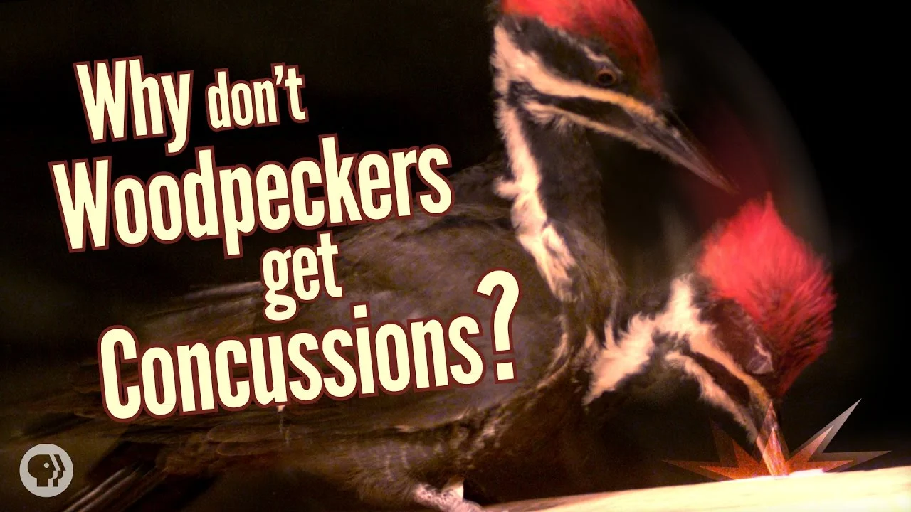 woodpecker concussion.jpg