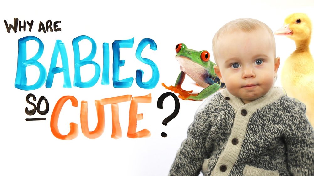 Cute Baby Animals — The Wonder of Science