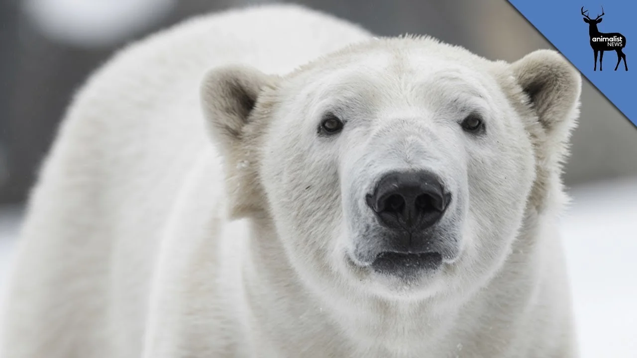 polar bear.jpg