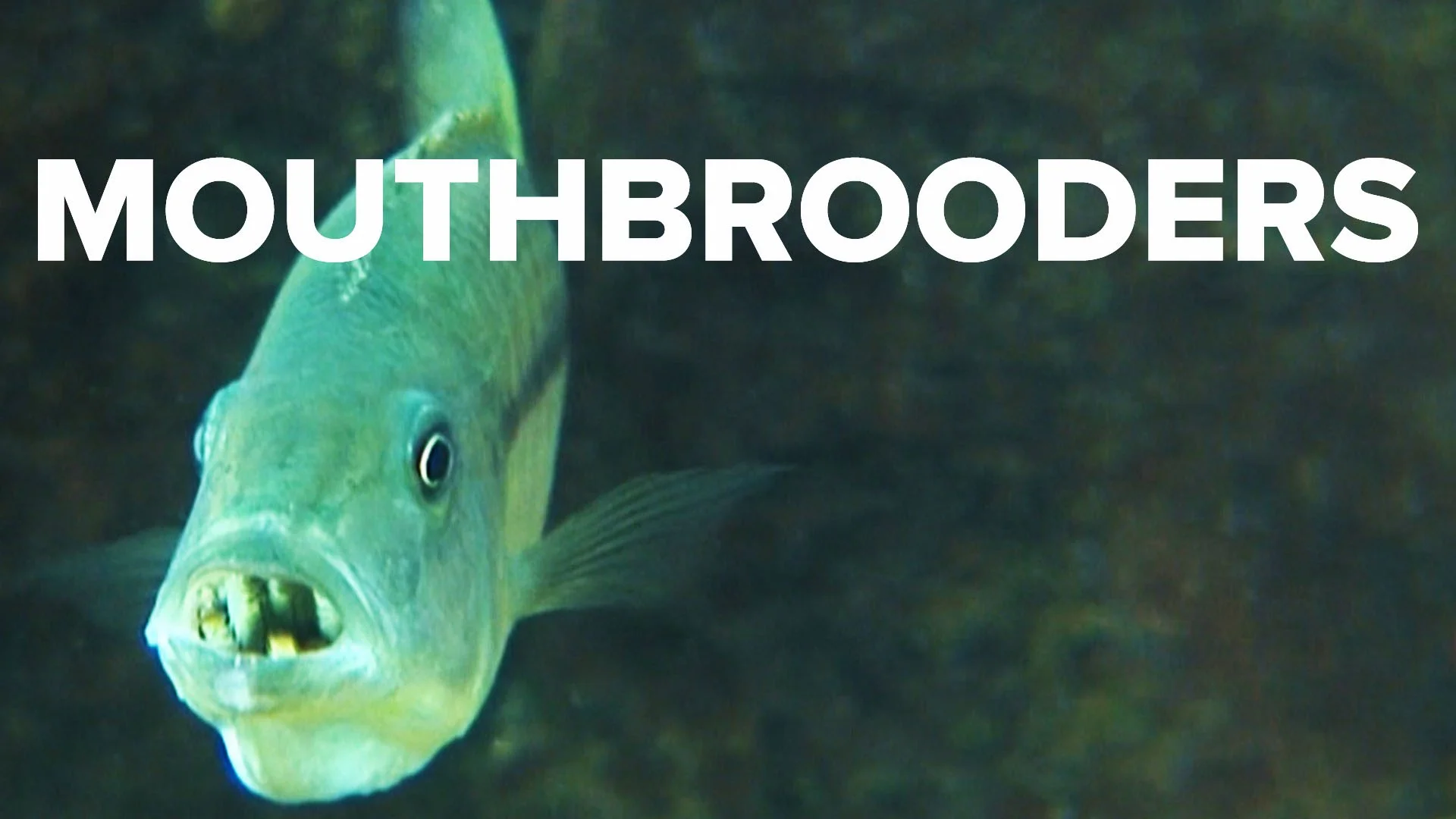 mouthbrooder.jpg