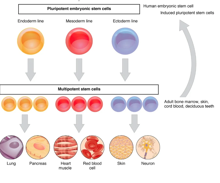 HS-LS1-4__Stem_Cell_Kidney_Replacement_-_Google_Docs.jpg