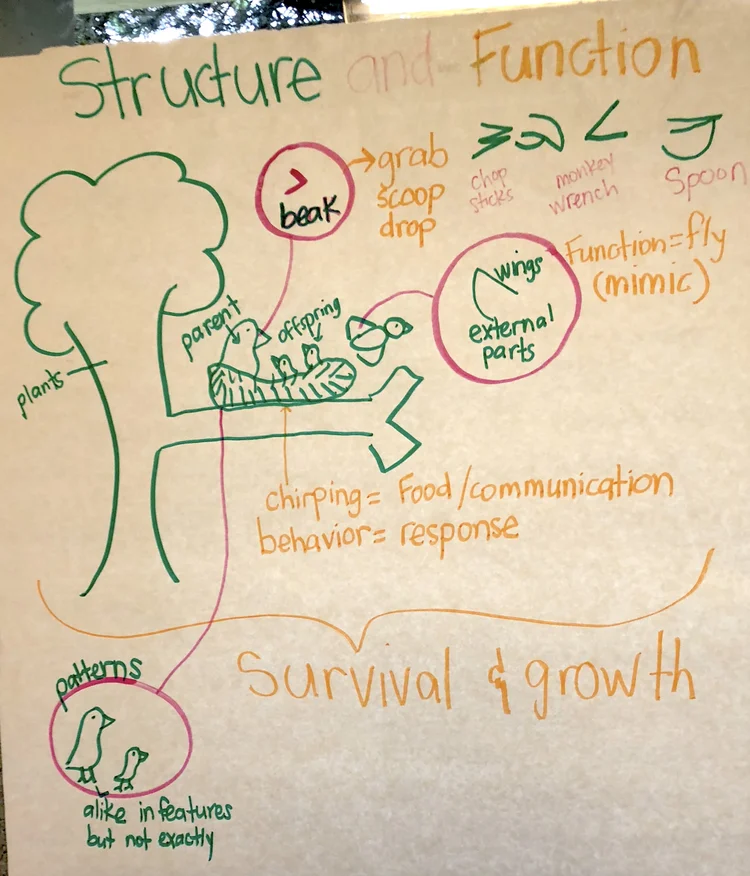 Structure and Function — The Wonder of Science
