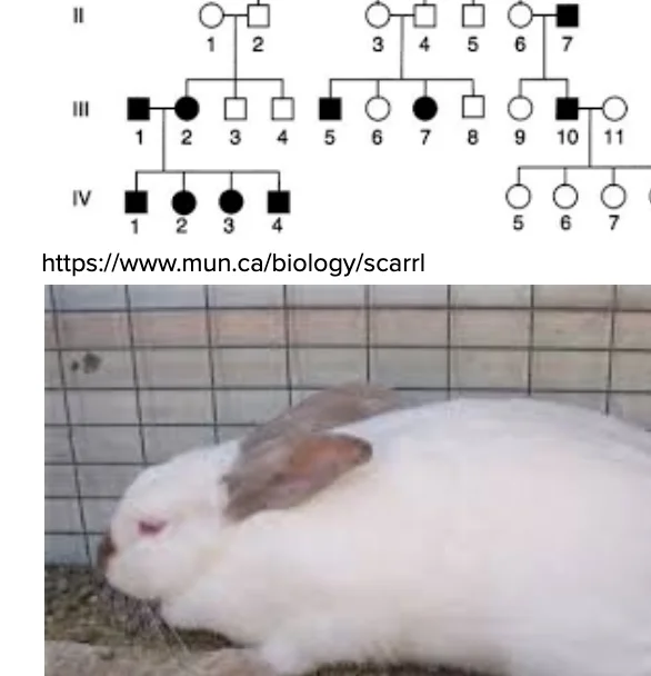 HS-LS3-1_Assessment_-_Rabbit_Genetics__NY__-_Google_Docs.jpg