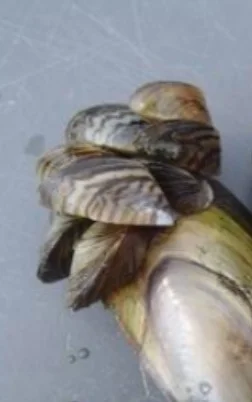 MS-LS2-2_Assessment_-_Zebra_Mussels_Edited__NY__-_Google_Docs.jpg