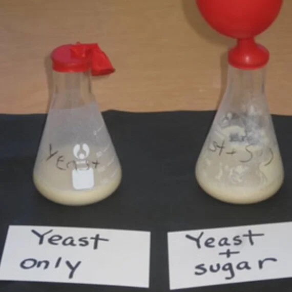 HS-LS1-7_Assessment_-_Yeast___Sugar__NY__-_Google_Docs.jpg