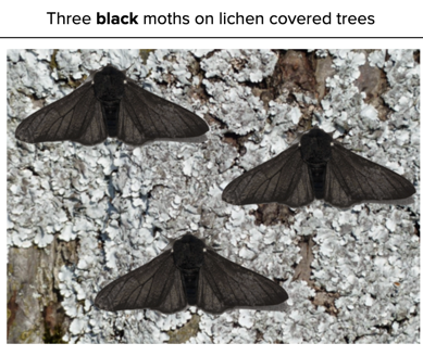 moth.png