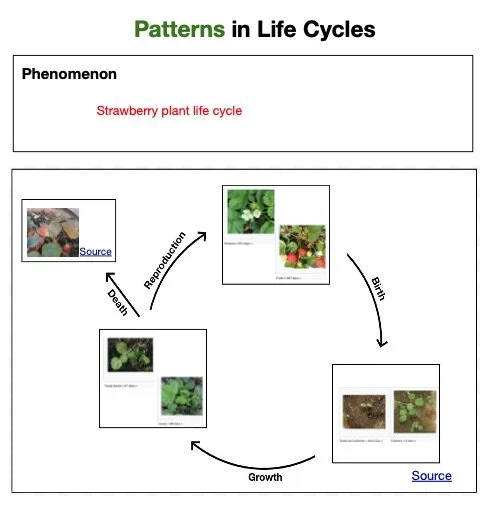 3-LS1-1_Life_Cycle_Patterns__Teacher_Version__pdf__1_page_.jpg