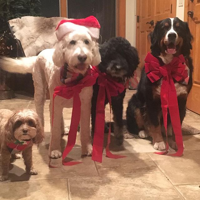 Merry Christmas! #santapaws #happyholidays #santaiscomingtotown