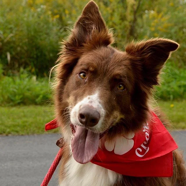 #happypup @charlenesdogrun