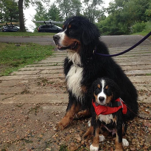 Spotted, big and little pups in training for Charlene&rsquo;s 5k Dog Run #charlenescouchto5k #charlenesdogrun5kchallenge #charlenescouchto5kchallenge @charlenesdogrun #pawsforacause #bringfido #dogsofmsp #ellen15 #braininjuryawareness