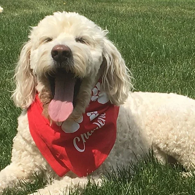 Moritz wishing everyone a happy #nationaldogday @charlenesdogrun