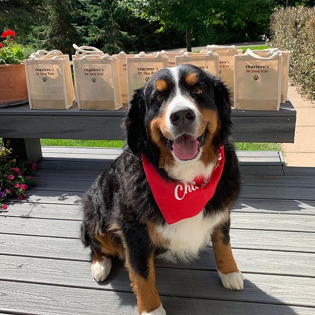 These pups are looking forward to Charlene&rsquo;s 5k Dog Run. Join us this Sunday, Sept 8th! 100% of proceeds support the Neurotrauma Research Lab at the University of MN. Thank you @rachelmiriamla for the amazing bags! 🐶 💫#spineistime #braininjur