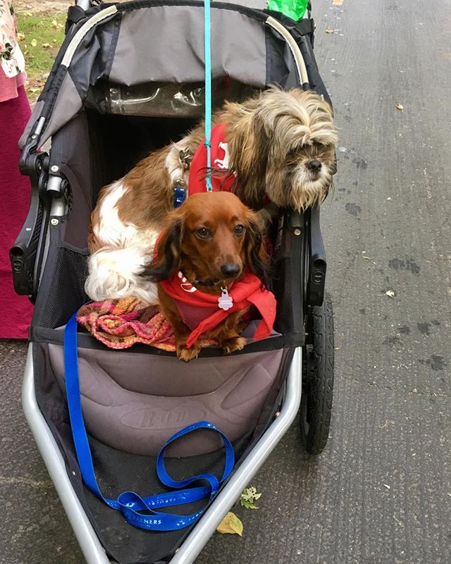 Siblings enjoying @charlenesdogrun #braininjuryawareness #mnrunning #charlenesdogrun #ironmanlife #sidewalkdog