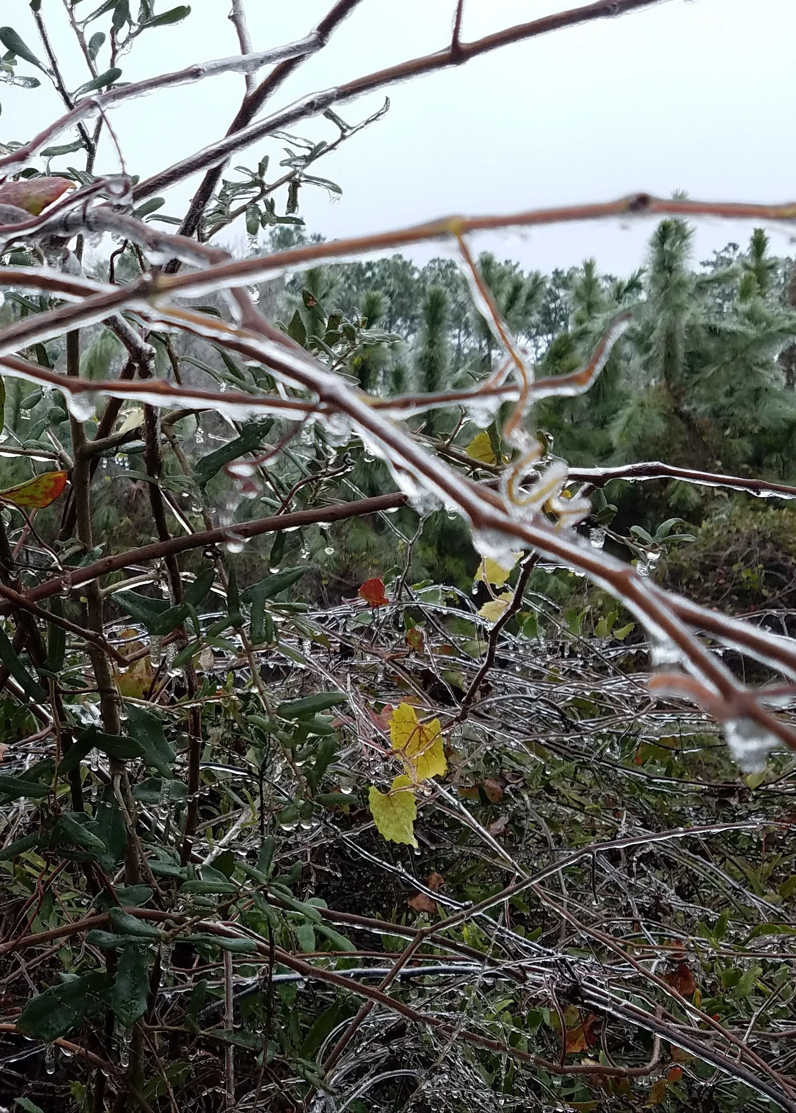 Ice on the branches.