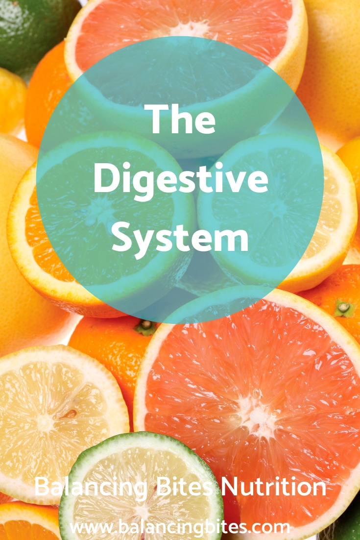 The Digestive System-Balancing Bites Nutrition.jpg