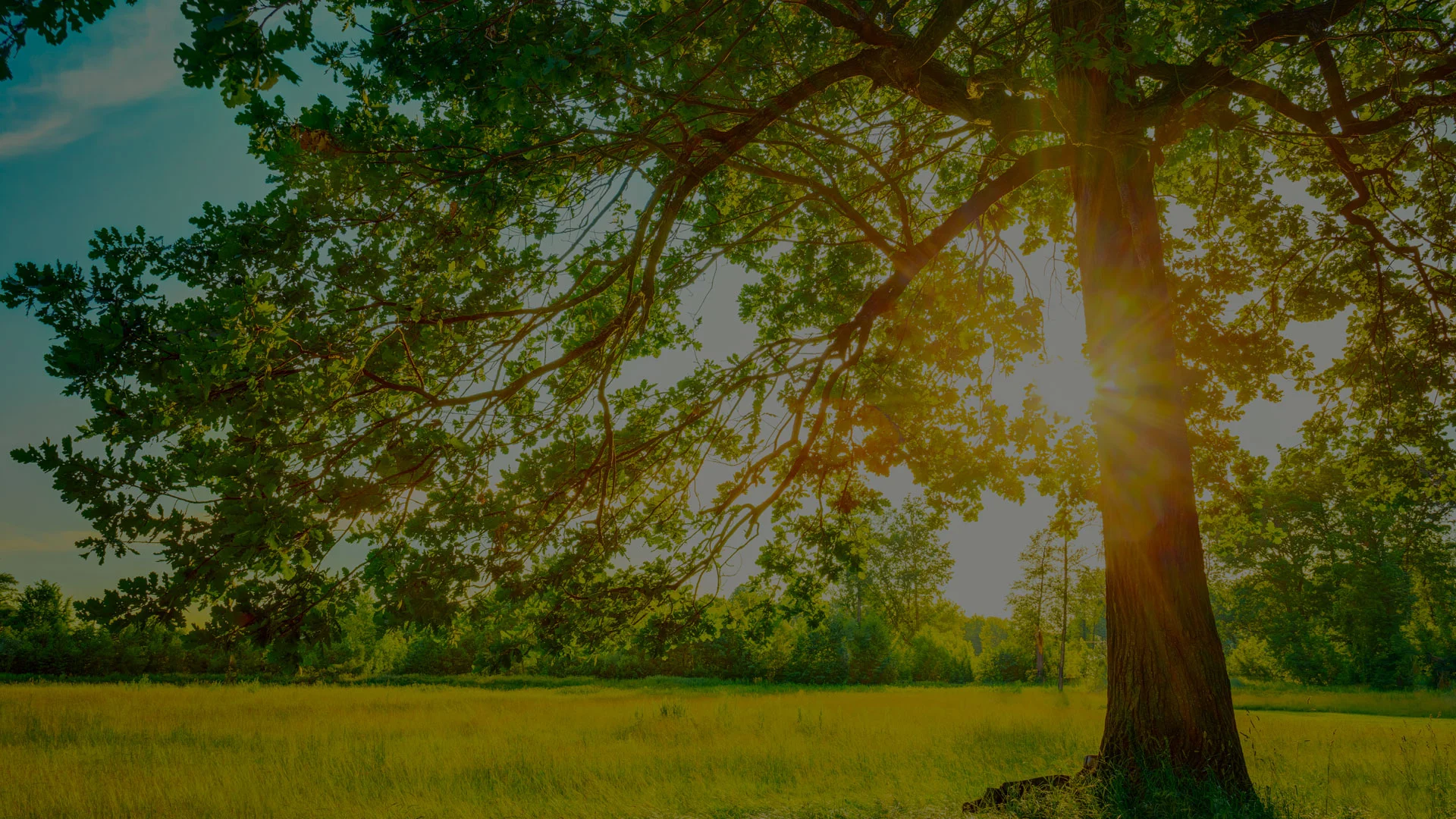 Trees.jpg
