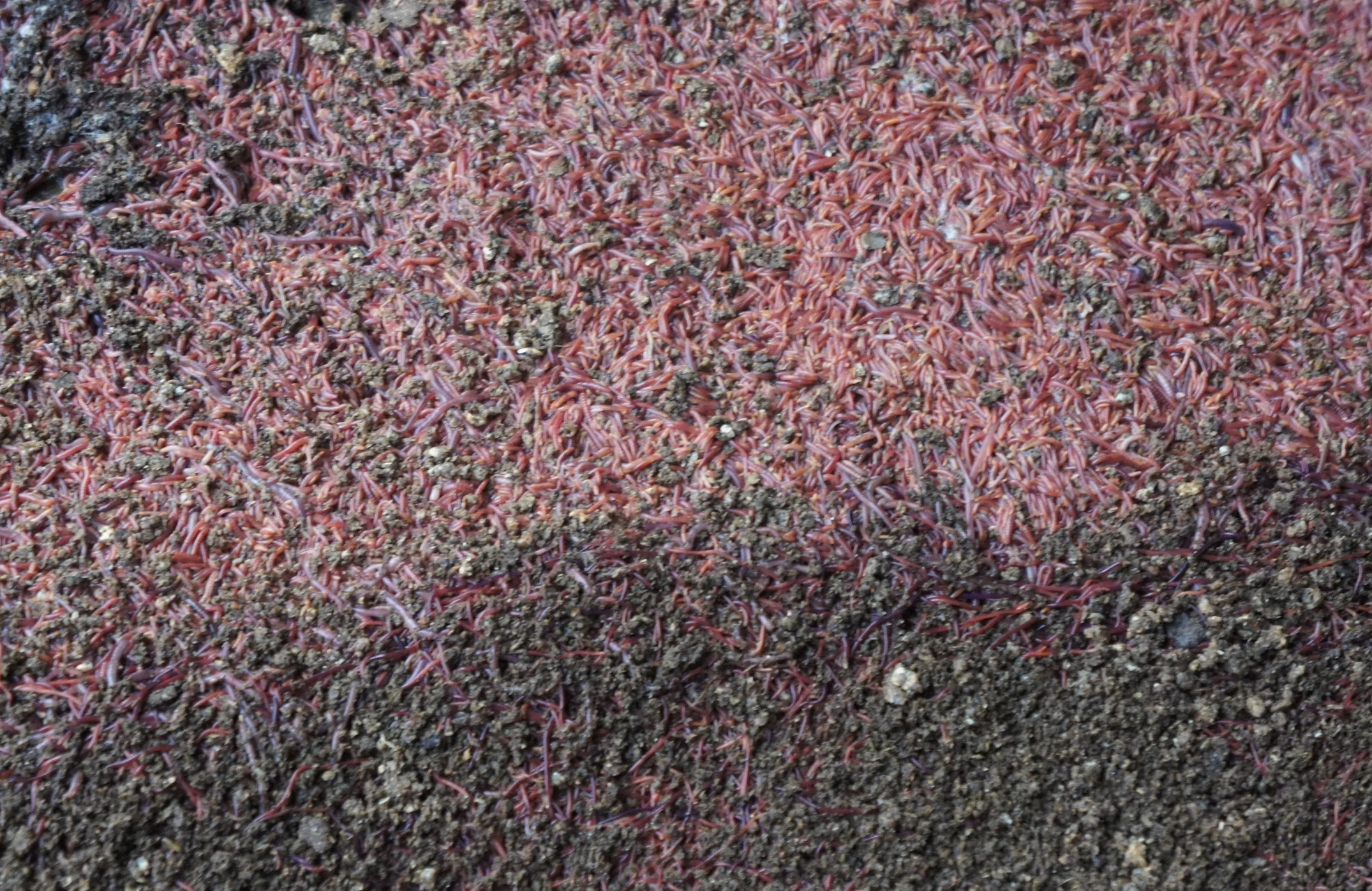 Vermiculture in Indonesia