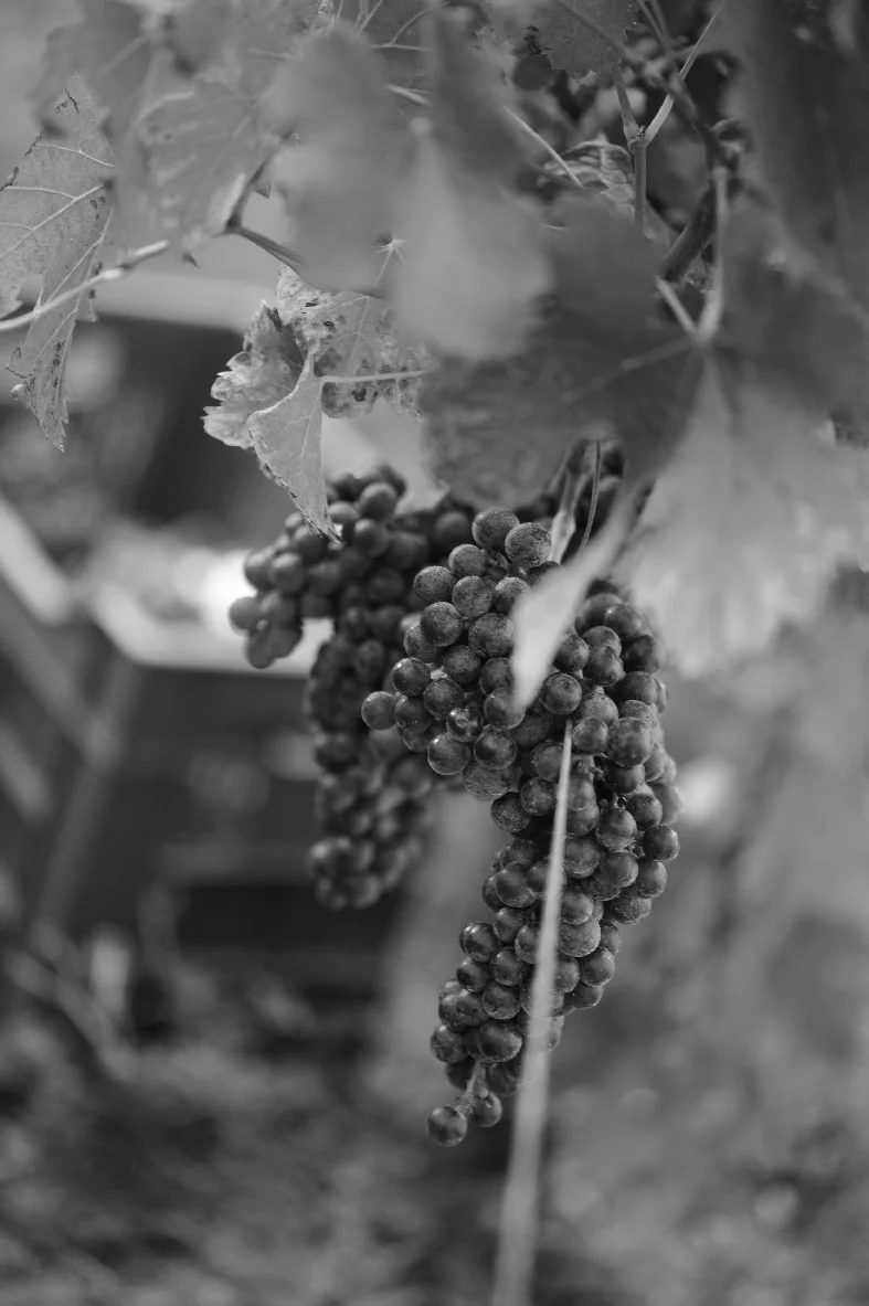 The 2017 harvest.