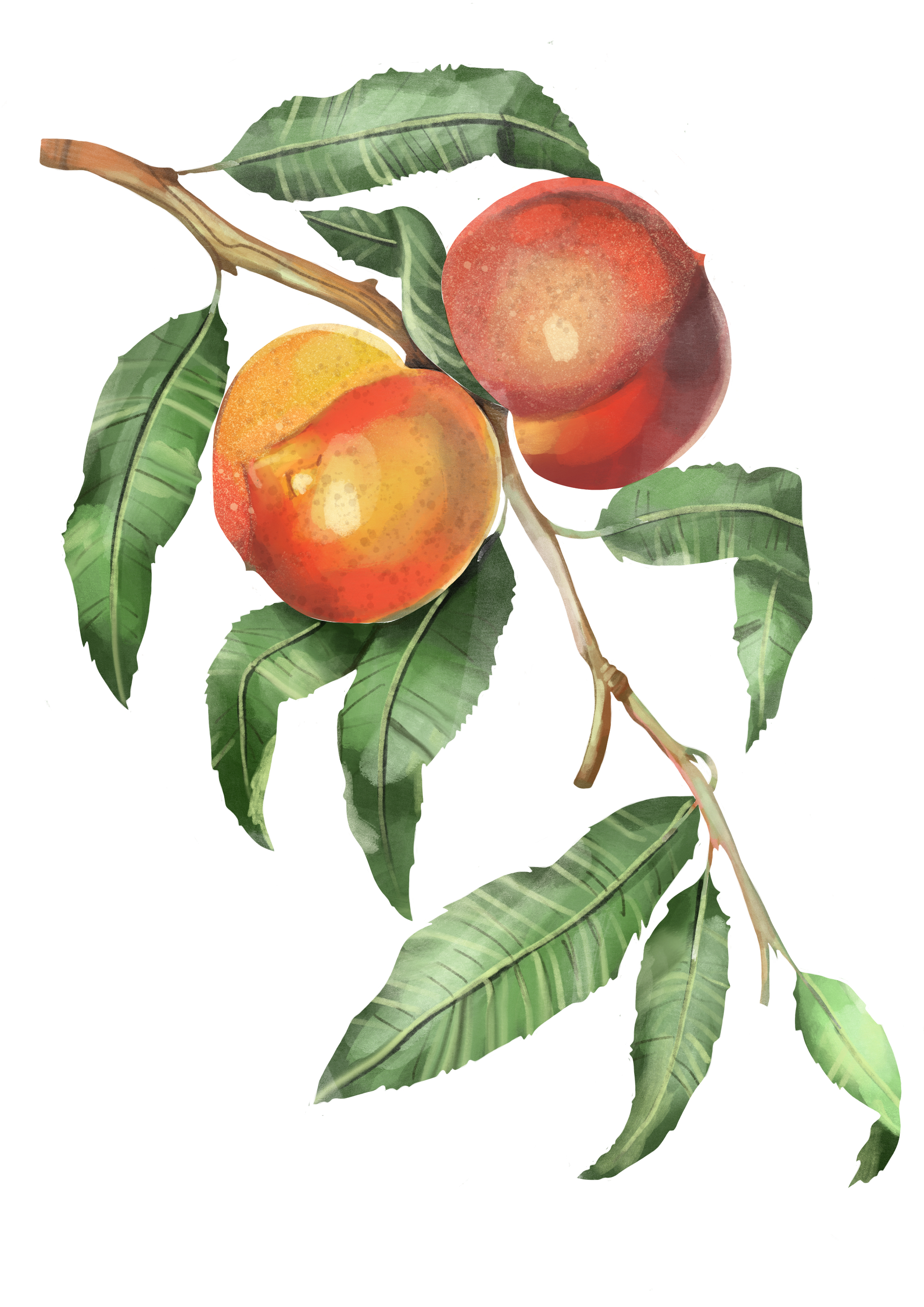 Nectarines