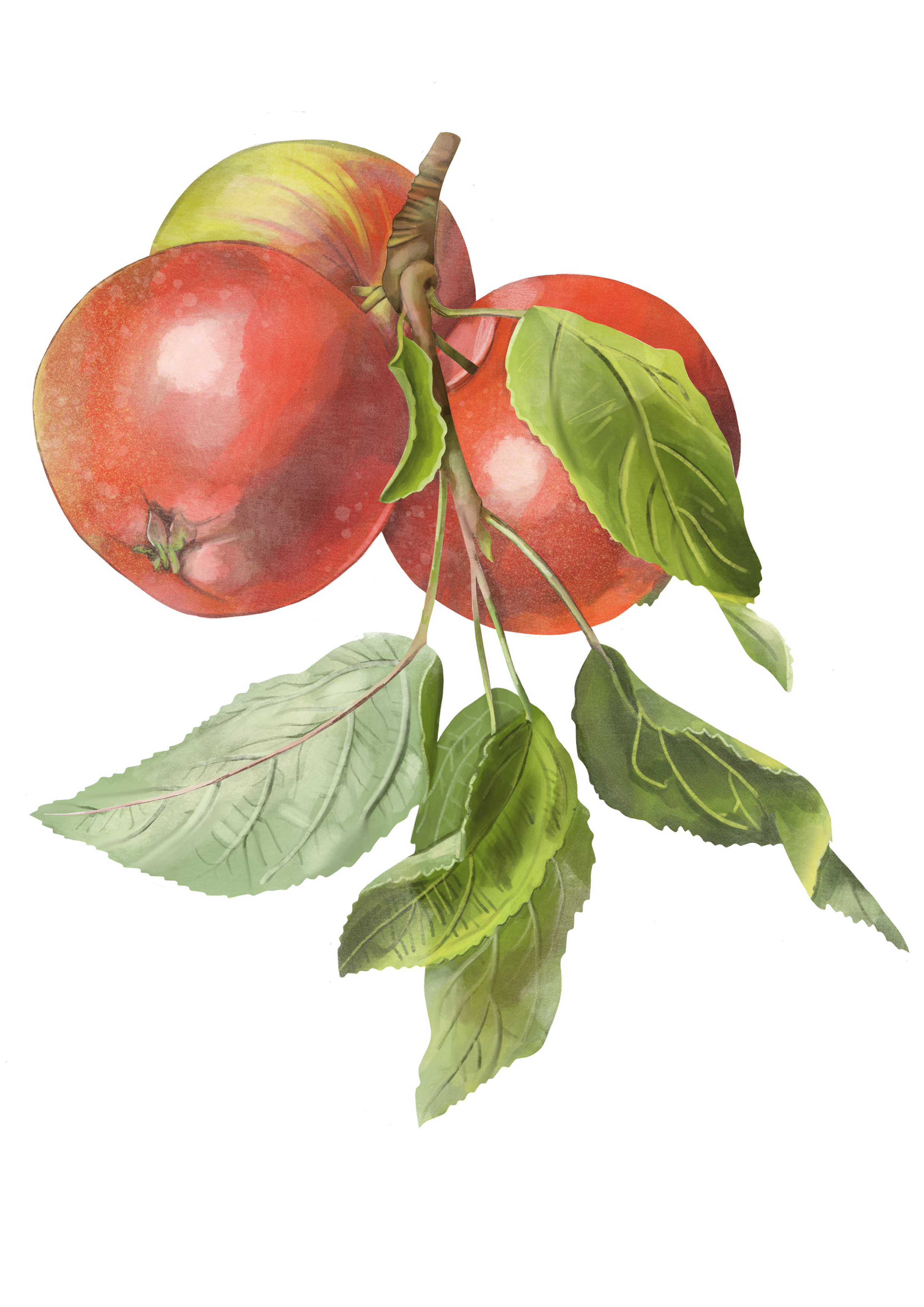 Pink Lady Apples