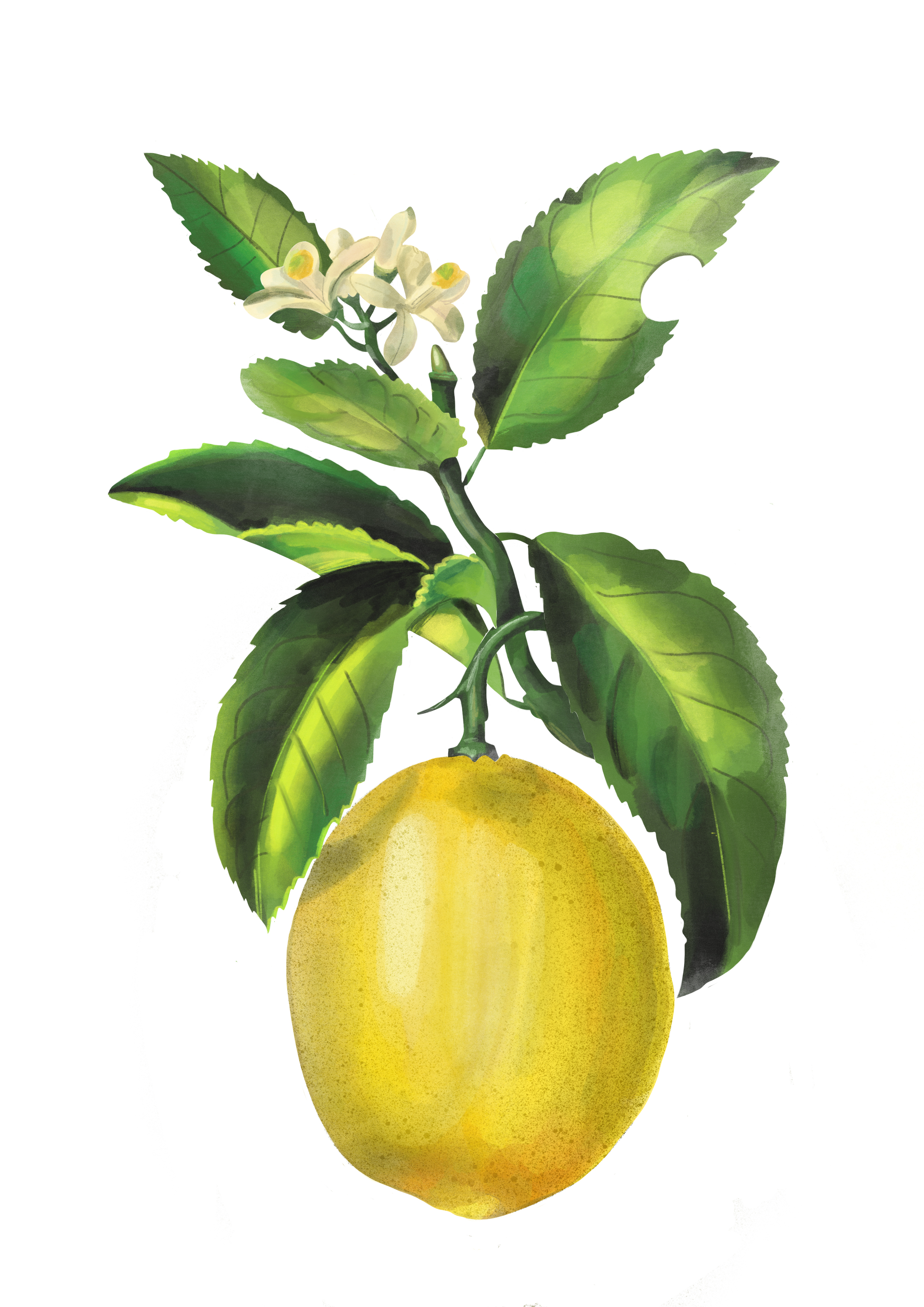 Lemon