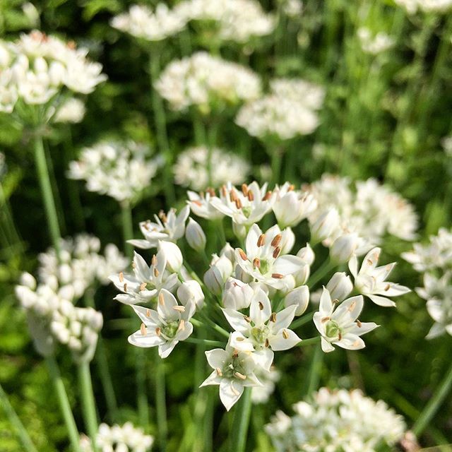 Aka garlic chives, these edible Allium tuberosum plants produce an abundance of garlic-flavored leaves in the spring. And now, when even a well-tended garden can start to look a little dogged, this modest allium sends up a wave of fresh, sweet white 