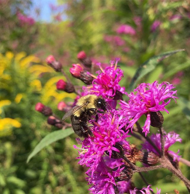 Ironweed and goldenrods in peak bloom at @garden.of.ideas 
Perfect late summer morning for a garden stroll.
.
.
#ctnativeplants #solidago #goldenrod #ironweed #vernonia #botany #bee #summerflowers #meadowflowers #naturalgarden